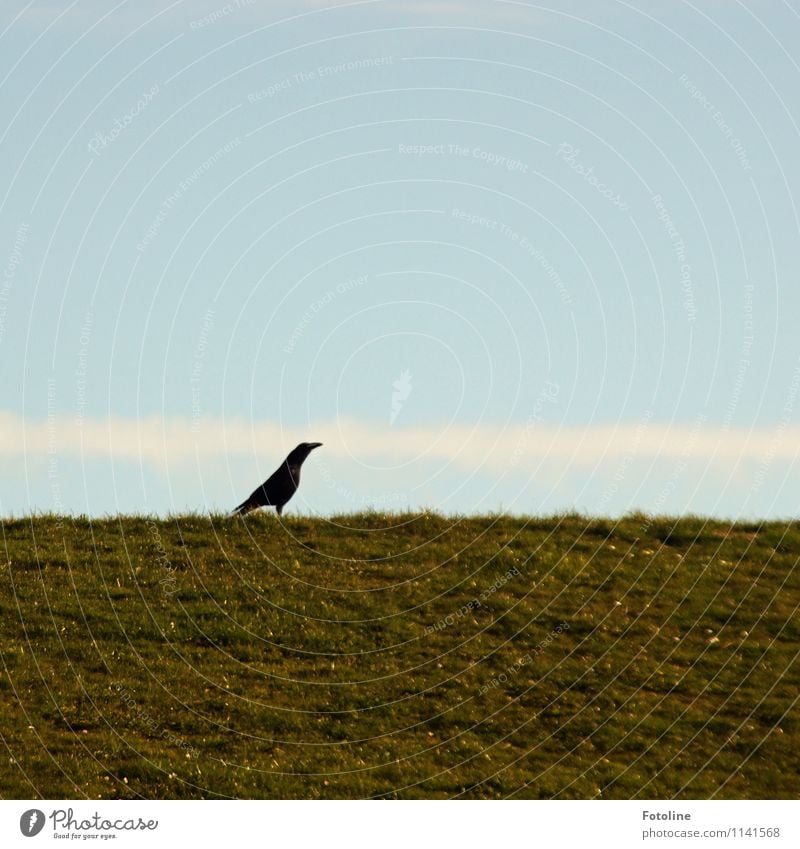 PROUD! Environment Nature Plant Animal Sky Cloudless sky Clouds Beautiful weather Grass Meadow Wild animal Bird 1 Bright Natural Blue Green Black White