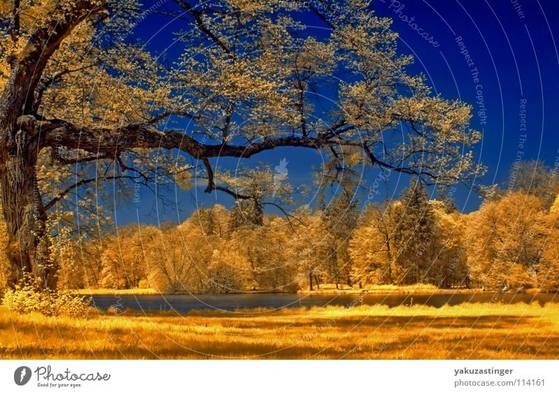 springtime Tree Lake Castle grounds Park Yellow Meadow Summer Sky Blue Lawn striations