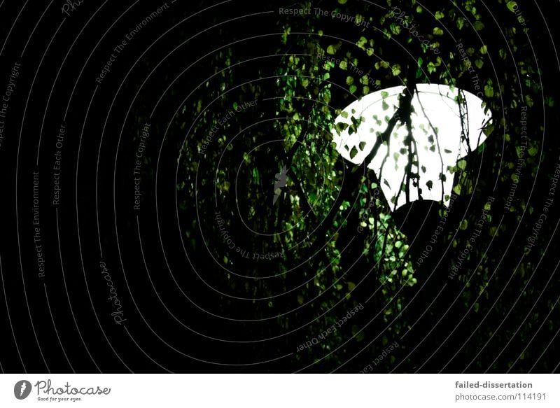 leaflight Tree Leaf Autumn Winter Green Brown Dark Light Lamp Street lighting Lantern Pedestrian Creepy Black White Large Cold Air Clearing Glittering Harrowing