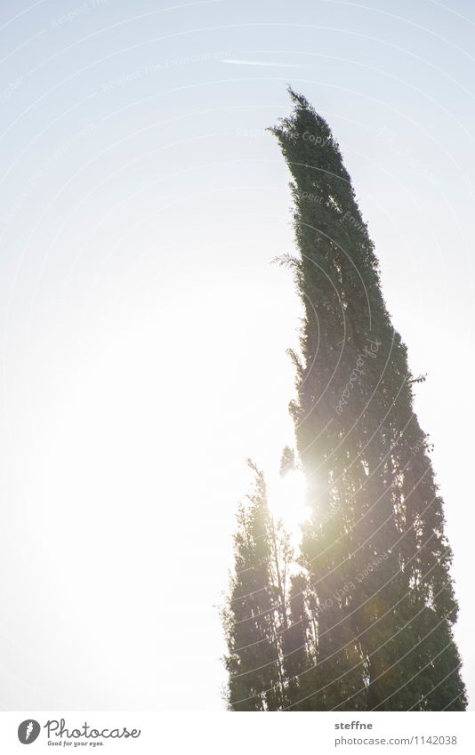 Trees (6/8) Nature wax Oxygen Environment Climate ecology Cypress Sun Italy Tuscany Beautiful weather Back-light