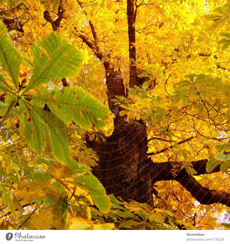 Autumn Odour IV Leaf Yellow Tree trunk Chestnut tree Treetop Hissing October Goodbye Holiday season Seasons Transience Formulated To fall Lamp End Gold