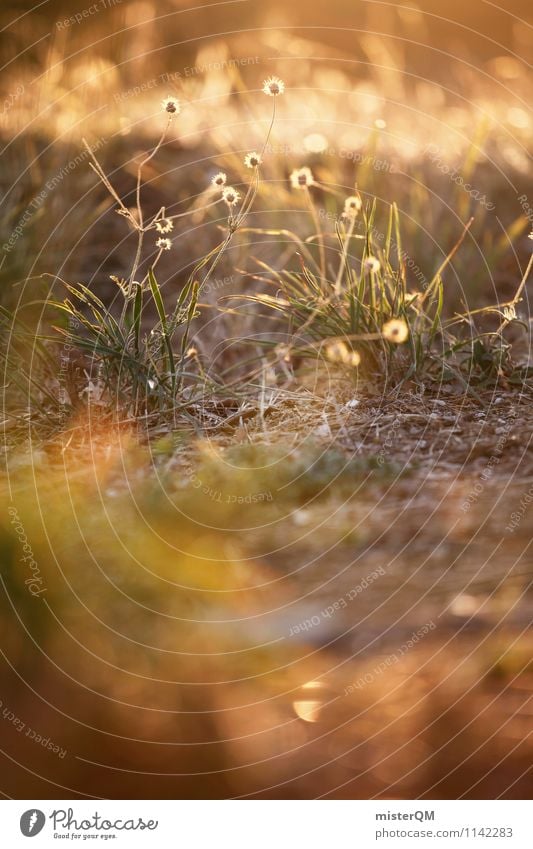 Sungrass. Landscape Plant Beautiful weather Esthetic Contentment Summer evening Flower Meadow Meadow flower Grassland Knoll Tuft of grass Romance Dreamily