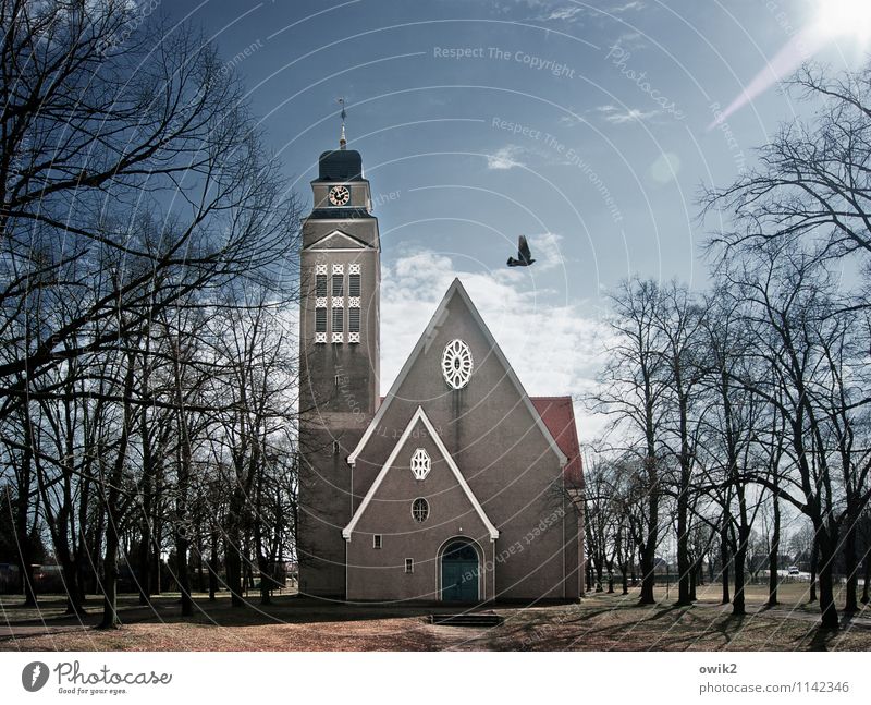 Veni Sancte Spiritus Sky Clouds Horizon Climate Beautiful weather Tree Falkenberg Brandenburg Germany Church Pigeon 1 Animal Flying Illuminate Glittering Happy