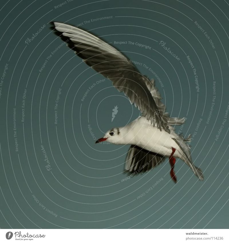 Common Gull Seagull Black-headed gull  Bird Feather Beak Ocean Beach Evening Dark Sky Aviation Flying Wing