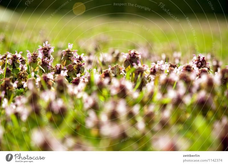 meadow Garden Garden plot Grass Lawn Meadow Pasture Weed Clover Stinging nettle Flower Blossom Blossoming Spring Depth of field Horizon Far-off places Nature