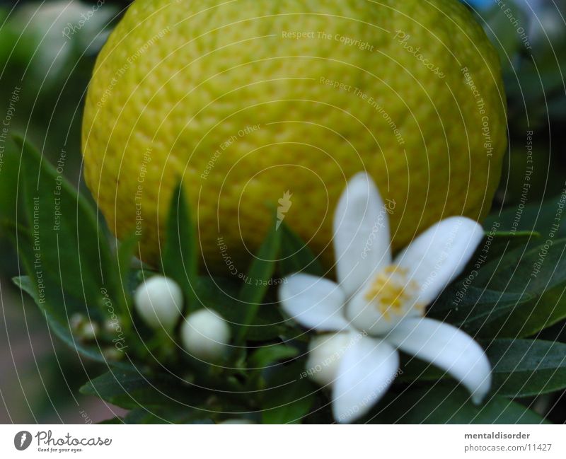 Orange & Blossom White Green Yellow Leaf Branch