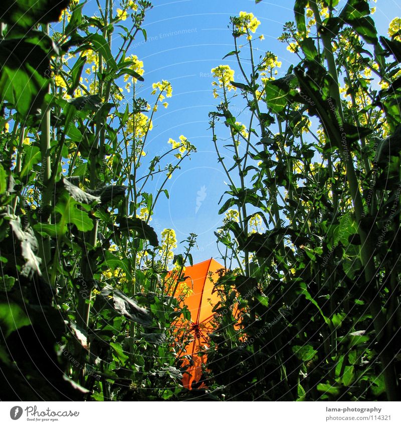 He hardly dares to come out... Cloppenburg Umbrella Sunshade Storm Clouds To enjoy Sunbathing Calm Dream Lie Summer Canola Canola field Field Meadow Agriculture