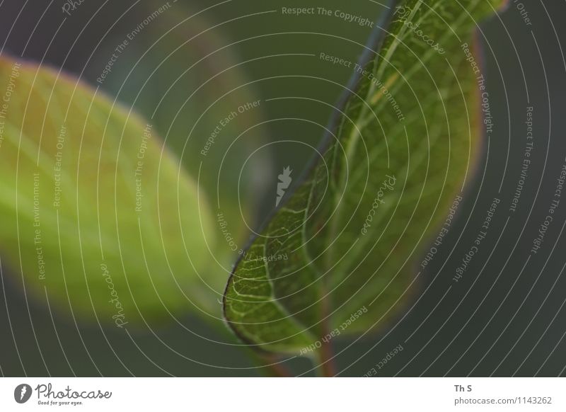 leaf Nature Plant Spring Leaf Movement Blossoming Esthetic Authentic Exceptional Simple Elegant Fresh Natural Green Spring fever Serene Patient Calm Colour