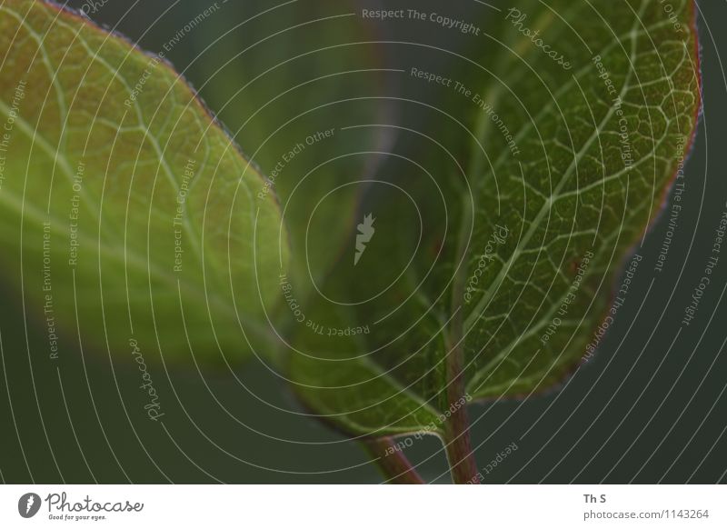 leaf Nature Plant Spring Leaf Movement Blossoming Esthetic Authentic Exceptional Simple Elegant Fresh Natural Green Serene Patient Calm Design Energy Colour