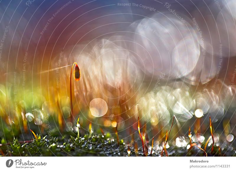 Little bell in the moss Nature Plant Moss Garden Joy Happy Happiness Spring fever Euphoria Colour photo Multicoloured Exterior shot Close-up Detail