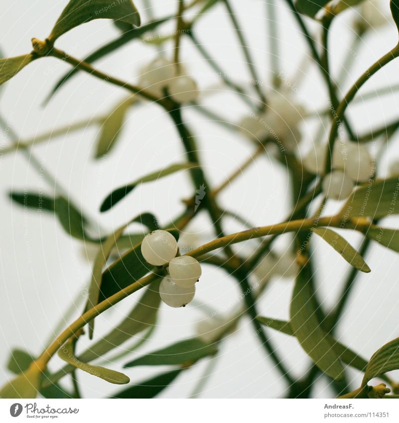 mistletoe Mistletoe Winter Christmas decoration Freeloader Parasite Plant Romance Relationship mistletoe branch Berries mistletoe berry kiss-Alarm