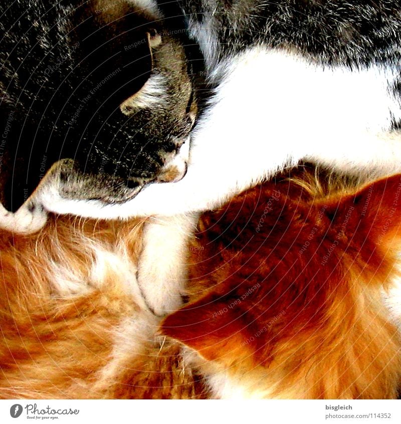 Ying & Yang Colour photo Detail Bird's-eye view Animal portrait Calm Pelt Pet Cat 2 Sleep Soft Safety (feeling of) Serene Peace Purr Cuddling Converse Velvety