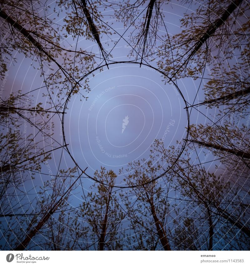 willow pavilion Nature Plant Sky Clouds Night sky Fog Tree Bushes Garden Round Opening Roof Willow-tree Pavilion Wire Architecture Branch Freiburg im Breisgau