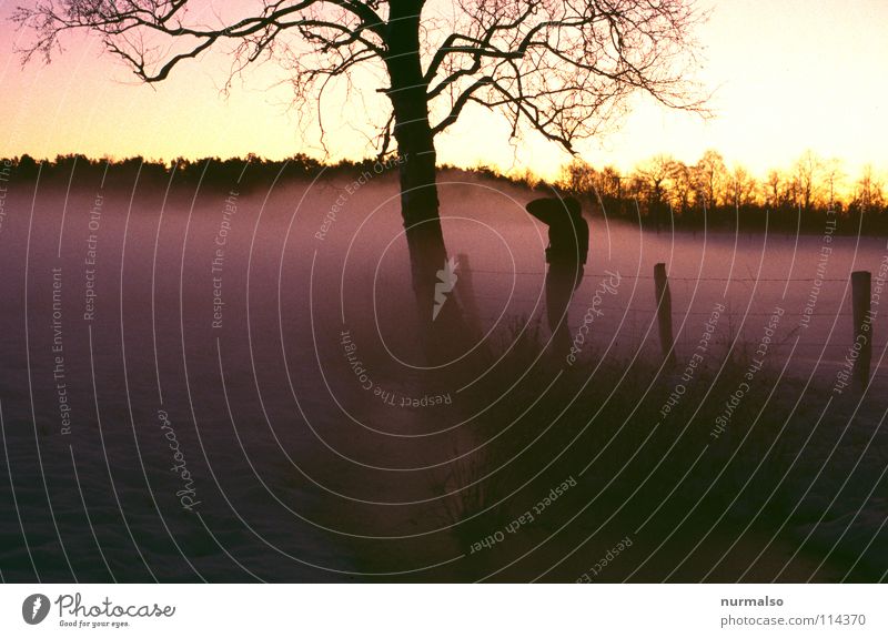 mist cold Fog Tree Fence Photographer Take a photo Moody Morning Go up Cold Wire netting Sunrise Sunset Mecklenburg-Western Pomerania Leafless Winter Freeze