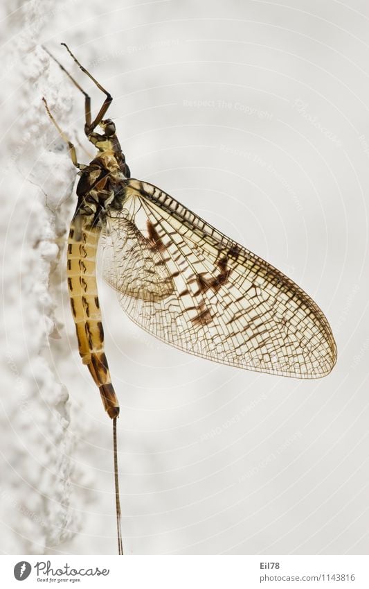 mayfly Fly Wing 1 Animal Near Ephemera ephemera danica Big one-day fly Sideways Hymenoptera Colour photo Close-up Detail Macro (Extreme close-up)