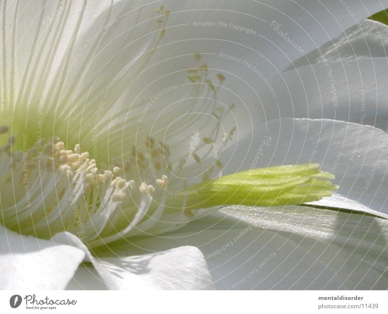 Cactus flower #1 Green White Plant Thorn