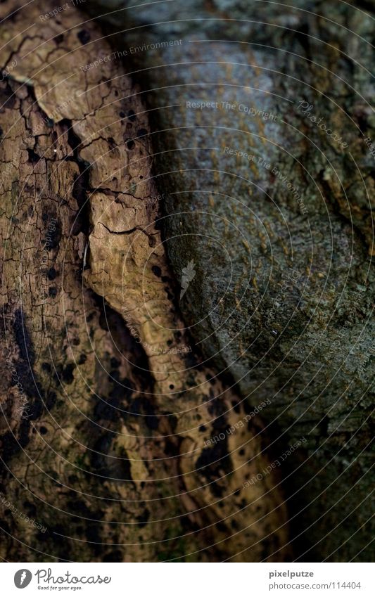 balance Tree Tree bark Wood Wood flour Old Experience Tree trunk Continuity Yin and Yang Cork Macro (Extreme close-up) Close-up Earth Sand Contrast