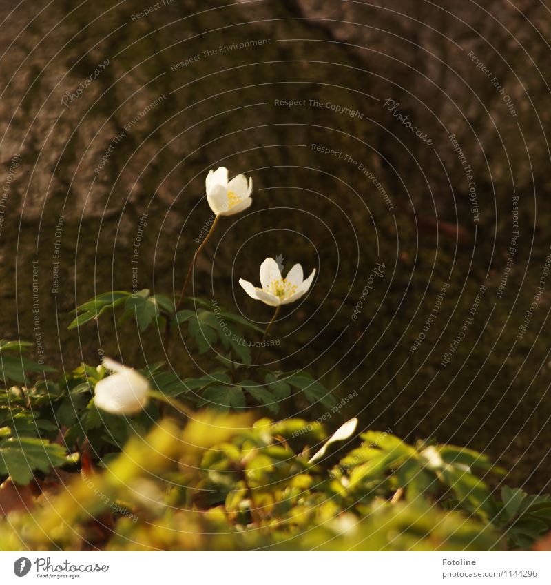 wood anemone Environment Nature Plant Spring Beautiful weather Tree Flower Blossom Forest Bright Near Natural Brown Green White Wood anemone