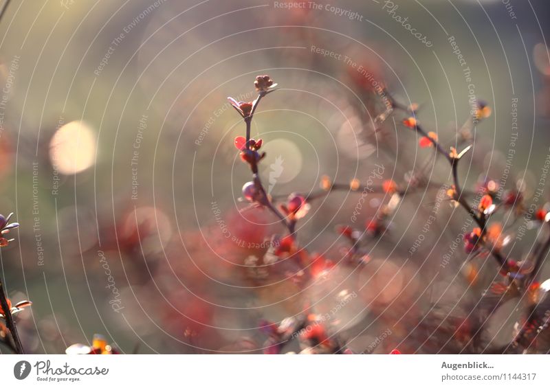 Garden magic... Nature Sun Sunlight Spring Bushes Glittering Bright Natural Blue Brown Gray Pink Creativity Moody Transience Contentment Exterior shot