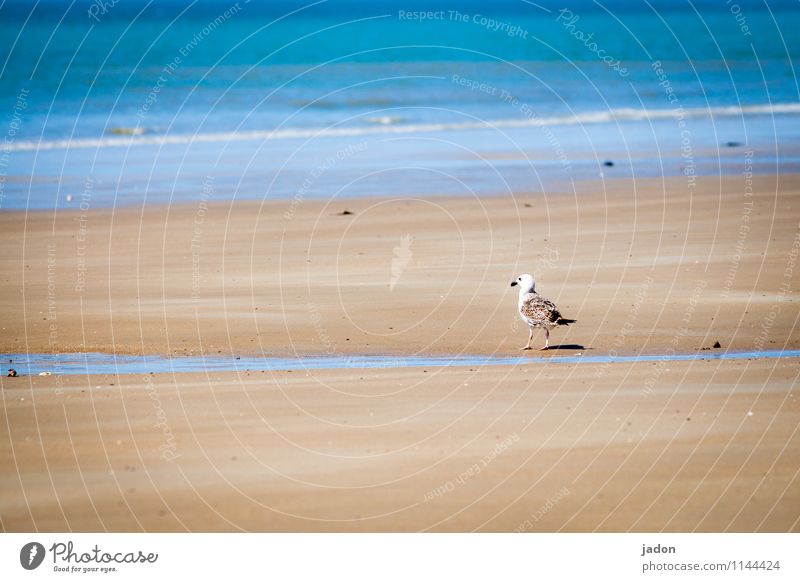 seagull and sea. Harmonious Beach Ocean Waves Nature Landscape Sand Spring Coast Atlantic Ocean Animal Bird Seagull 1 Observe Looking Free Maritime Blue