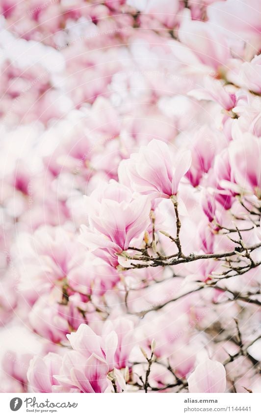 Magnolia.sea Magnolia plants Magnolia blossom Blossom Tree Pink Plant Spring Beautiful Elegant Nature Natural Soft Smooth Blossoming Flower Bud Wallpaper Many