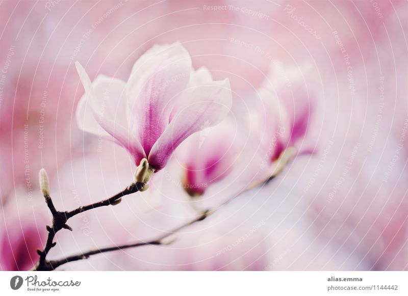 magnolia Magnolia plants Magnolia blossom Blossom Tree Pink Plant Spring Beautiful Elegant Nature Soft Smooth Blossoming Flower Bud April Twig Garden Decoration