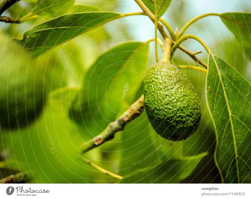 Avocado on the tree Food Vegetable Lettuce Salad Fruit Nutrition Eating Breakfast Lunch Organic produce Vegetarian diet Diet Italian Food Asian Food Healthy