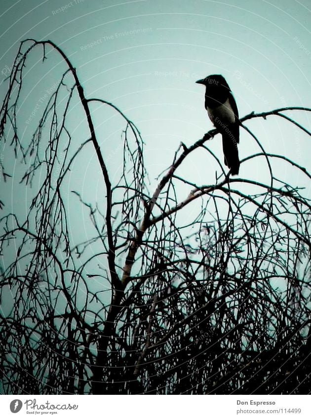 pica pica Clouds Tree Bushes Bird Threat Dark Creepy Fear Disaster Black-billed magpie Raven birds Crow Eerie Evil Mystic Devil Cemetery Branch Twig raven night