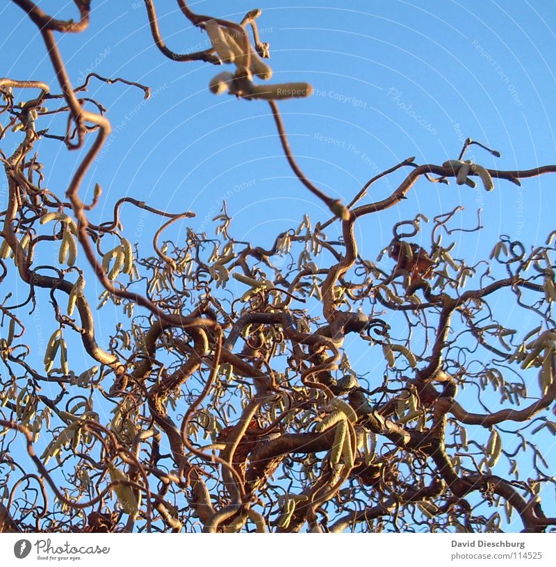 The Light Blue Confusion Light blue Tree Plant Brown Sunset Leaf Muddled Autumn Winter Hazelnut Sky Branch Curve Swirl Bright Clarity Beautiful weather Graffiti