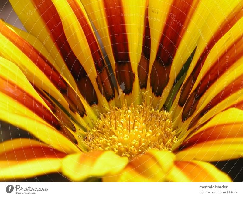 Garden Flower1 *Series Blossom Yellow Red Green Orange