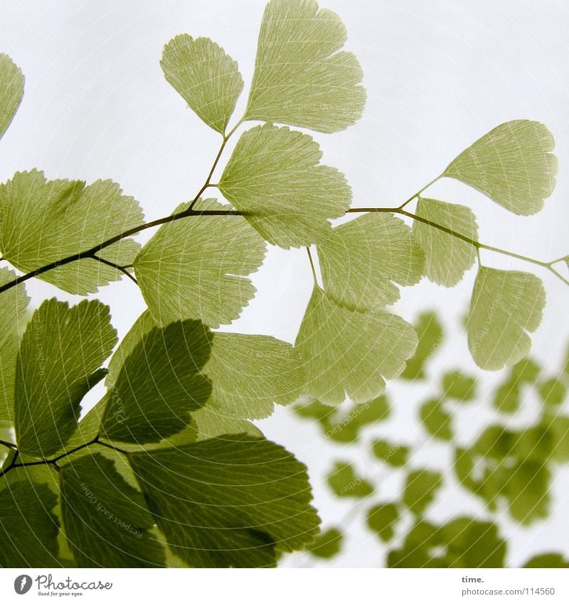 lady hair fern Plant Green Foreground Background picture Classification Delicate Sensitive Colour photo Subdued colour Structures and shapes Deserted Blur