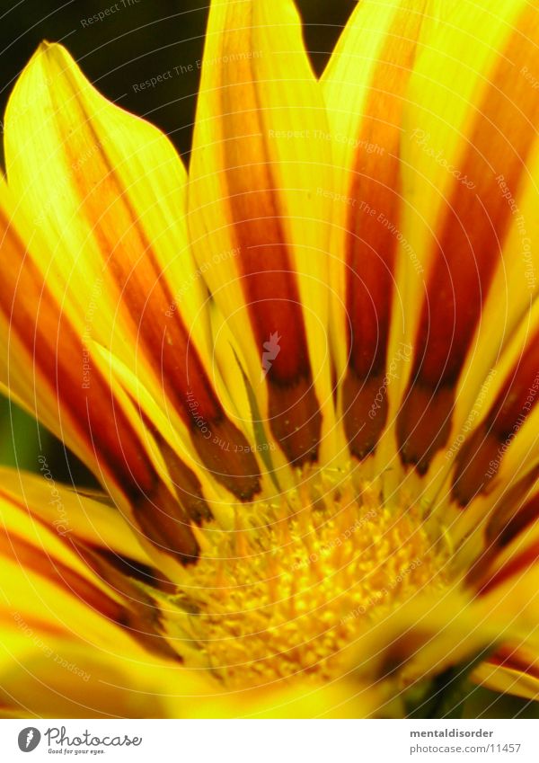 Garden Flower3 *Series Blossom Yellow Red Green Orange