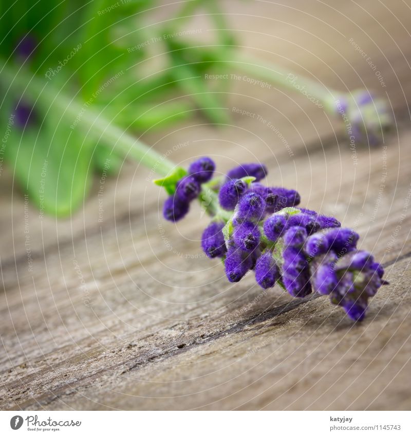 lavender Lavender Flower Bouquet Herbs and spices Bundle Relaxation Lilac Isolated (Position) Seasons Violet Nature Perfume Plant Summer Close-up Near