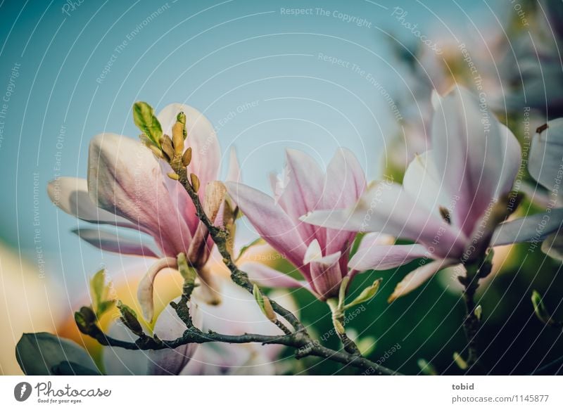 magnolia Nature Plant Cloudless sky Spring Beautiful weather Tree Leaf Blossom Magnolia tree Blossoming Fragrance Growth Exotic Fresh Warmth Elegant Idyll