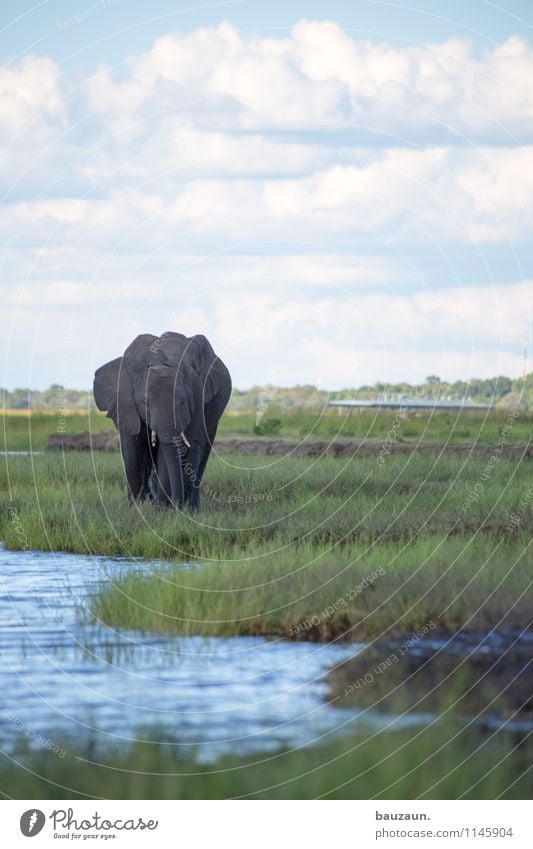 chobe. Vacation & Travel Tourism Trip Adventure Sightseeing Safari Expedition Summer Beautiful weather Grass River bank Chobe Botswana Africa Boating trip