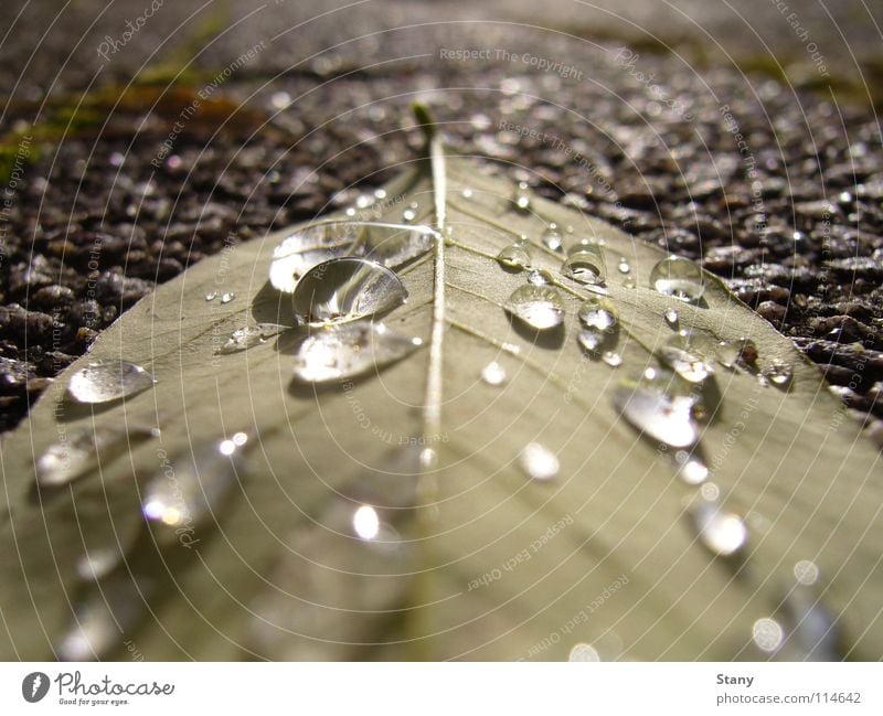 After the rain Sidewalk Gray Gloomy Fresh Drops of water Leaf Wet Macro (Extreme close-up) Close-up Autumn on the way home Boredom