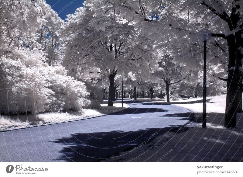 white summer 3 White Infrared Infrared color Tree Park Open Meadow Grass Long exposure channel shifting channel mixer Lawn