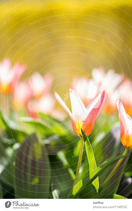 Spring V Flower Blossoming Tulip Life Beautiful weather Sunlight Easter