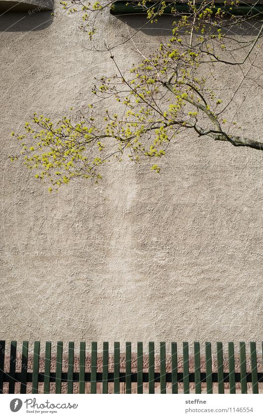 Spring in Göttingen Tree House (Residential Structure) Facade Exceptional Blossoming Fence Contrast Colour photo Subdued colour Exterior shot Deserted