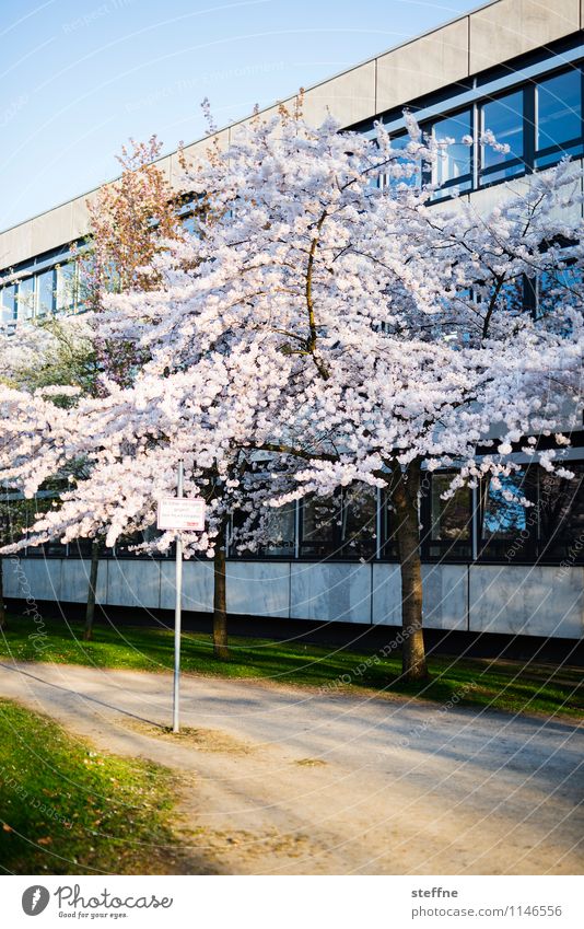 spring III Life Spring Beautiful weather Tree Blossom Blossoming Ornamental cherry Cherry blossom Goettingen Sunlight