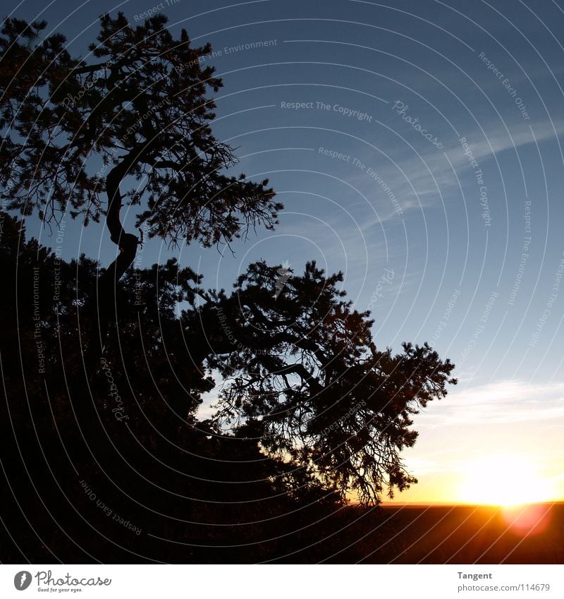 In the evening on a slope Sunset Night Clouds Tree Bushes Slope Canyon Arizona Black Dark Mountain Celestial bodies and the universe Evening Morning Sky Blue