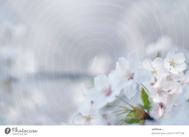 Flower dream in spring Spring Blossom Blossoming Ornamental cherry Cherry blossom Twig Dream Esthetic pretty White Delicate Pastel tone Spring colours