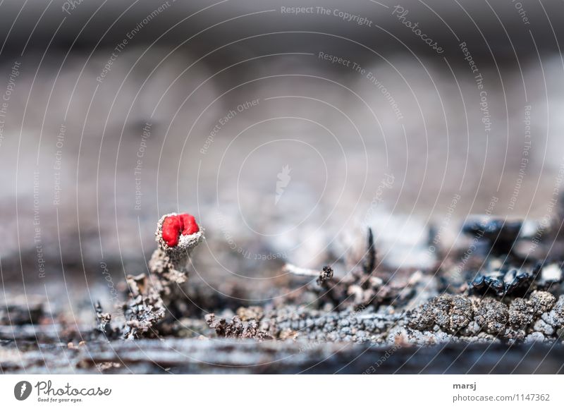 Very small, red and sprayed on? Nature Plant Moss Wild plant Lichen Exceptional Dark Authentic Simple Exotic Creepy Cold Red lichen blossom