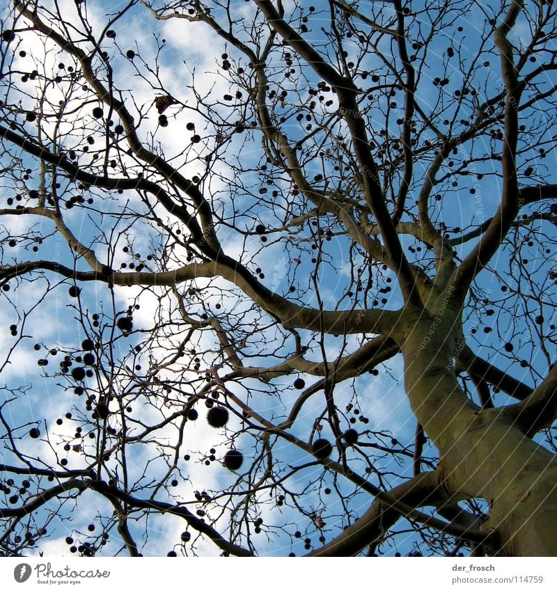 christmas tree decorations Tree Tree trunk Tree bark Clouds Brown Green Autumn Winter Sky Sphere Branch Blue no sheets