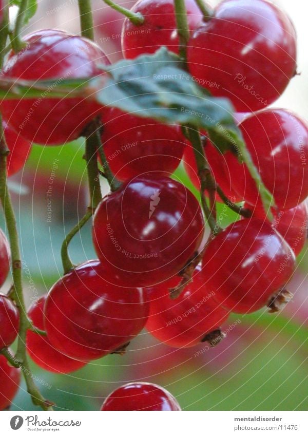 red grape splendour Leaf Green Red Round Redcurrant