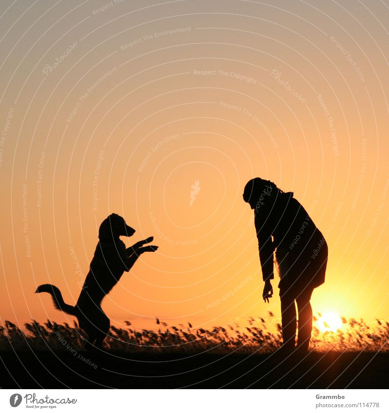 meerkats Woman Sunset Evening Usedom Dike Common Reed Joy Dusk backwater Lilly