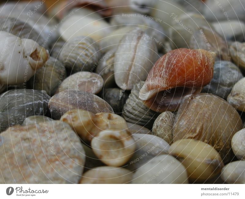 holiday recollections Mussel Fossil Old Stone as old as the hills