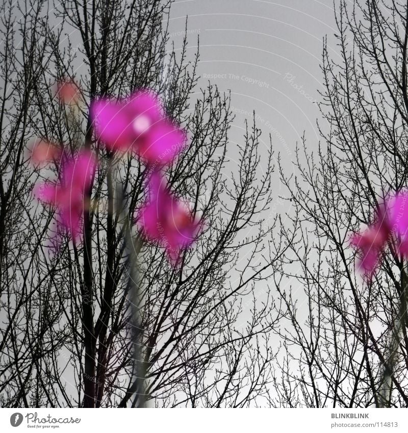 windowsill Orchid Tree Winter Window Pink Gray Black Branchage Treetop Flower Longing Window board Sky Young lady Obscure Vantage point Blossoming trees