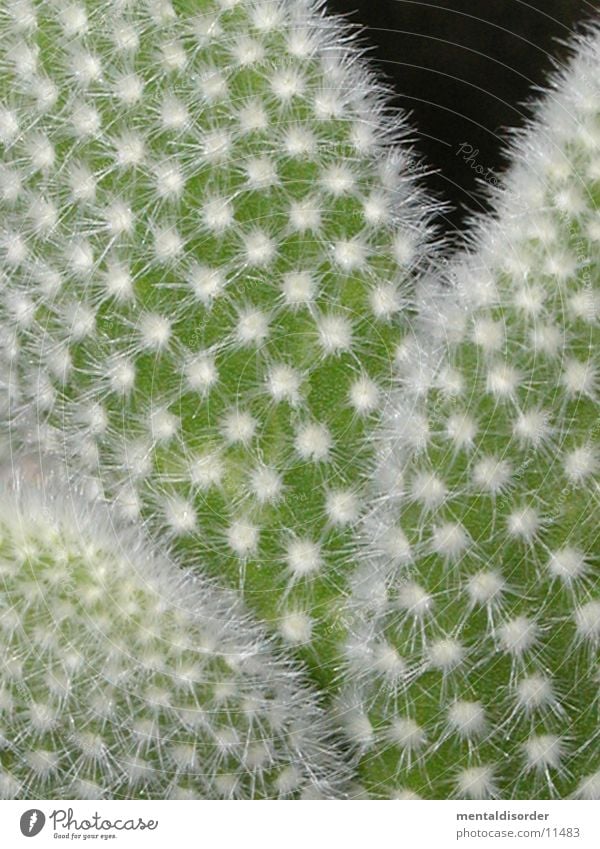 prickly Cactus Green White