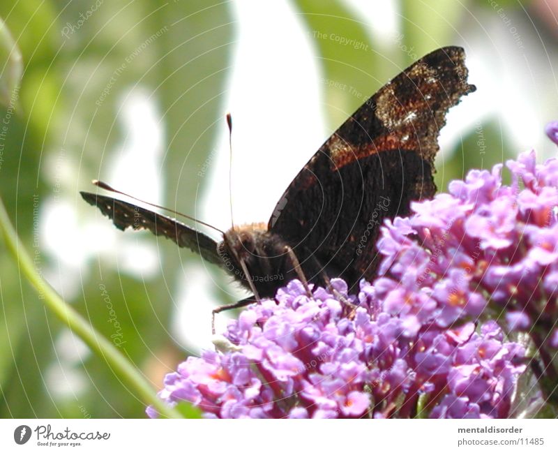 Butterfly *4 Flower Red Black Wing plant